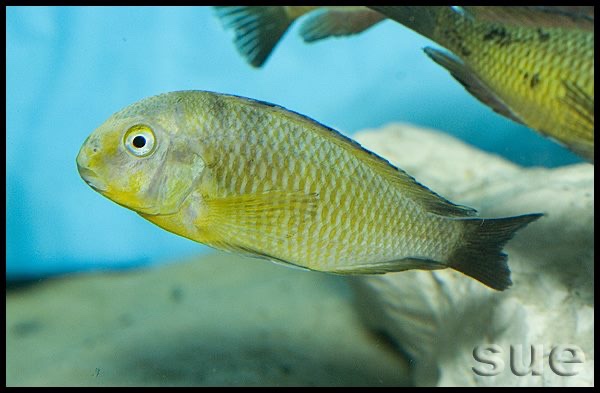 Tropheus sp. 'lukuga' Mtoto